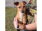 Peanut, Dachshund For Adoption In Huntley, Illinois