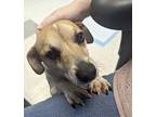 Jonah, Jack Russell Terrier For Adoption In Twain Harte, California
