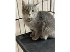 Ember, Domestic Shorthair For Adoption In Lewisville, Texas