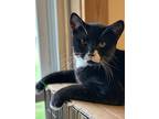 Flynn, Domestic Shorthair For Adoption In Colmar, Pennsylvania