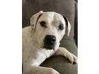 Chloe~, Bull Terrier For Adoption In Columbia, Tennessee