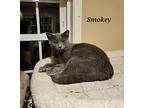 Smokey, Domestic Shorthair For Adoption In Lenhartsville, Pennsylvania