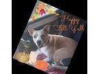 Bernadette, American Staffordshire Terrier For Adoption In Locust Grove