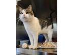 Zazarak, Domestic Shorthair For Adoption In Fergus Falls, Minnesota