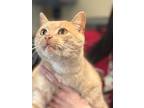 Chubbs, Domestic Shorthair For Adoption In Summit, New Jersey
