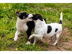 Romeo Bethea, Rat Terrier For Adoption In Friendswood, Texas