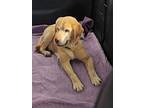 Dolly, Labrador Retriever For Adoption In San Diego, California