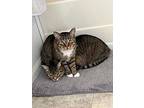 Gryffin, Domestic Shorthair For Adoption In Ferndale, Michigan