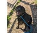 Chevy, Labrador Retriever For Adoption In Boerne, Texas