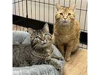 Stevie & Nick, Domestic Shorthair For Adoption In Winchendon, Massachusetts