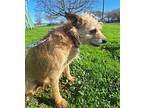 Stormy, Border Terrier For Adoption In Chico, California