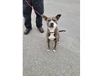 Precious, Staffordshire Bull Terrier For Adoption In Glenn Heights, Texas