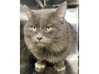 Anzo, Domestic Mediumhair For Adoption In Palm Springs, California