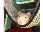 Carson, Rat For Adoption In Oshkosh, Wisconsin