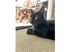 Arnaud, Domestic Shorthair For Adoption In Montreal, Quebec