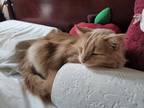 Newton (sandy), Domestic Longhair For Adoption In Montreal, Quebec