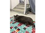 Suzie, Domestic Shorthair For Adoption In Richmond, British Columbia