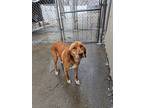 Ellie, Retriever (unknown Type) For Adoption In Kalamazoo, Michigan