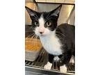 Oliver, Domestic Shorthair For Adoption In Wauchula, Florida