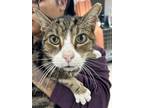 Max, Domestic Shorthair For Adoption In Indianapolis, Indiana