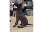Onyx, American Pit Bull Terrier For Adoption In Mount Holly, New Jersey