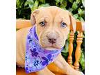 Ferrari, American Staffordshire Terrier For Adoption In Pittsboro