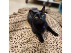 Midnight, Domestic Shorthair For Adoption In Chicago, Illinois