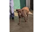 Coco, American Pit Bull Terrier For Adoption In Taylorsville, North Carolina