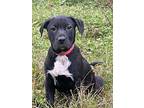 King, Labrador Retriever For Adoption In Ocala, Florida