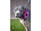 Sugar Plum, American Pit Bull Terrier For Adoption In Sanger, California