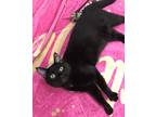 Sassy, Domestic Shorthair For Adoption In Romeoville, Illinois