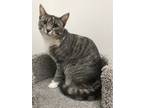 Joy, Domestic Shorthair For Adoption In Romeoville, Illinois