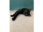 Neo, Domestic Shorthair For Adoption In Herndon, Virginia