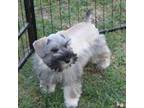 Schnauzer (Miniature) Puppy for sale in Brownwood, TX, USA