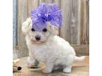 Maltipoo Puppy for sale in Mountain Home, AR, USA