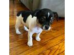Chihuahua Puppy for sale in Waterford, NY, USA
