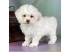 Zuchon Puppy for sale in Canton, OH, USA