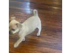 Chihuahua Puppy for sale in Waterford, NY, USA