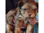 Yorkshire Terrier Puppy for sale in Elmira, NY, USA