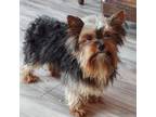 Yorkshire Terrier Puppy for sale in Elmira, NY, USA