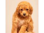 Toy poodle AKC male