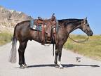 Gray Gelding Ranch-Trail-Reining