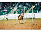 BarrelPolesRodeoJumping pony