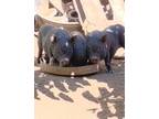 Adopt piglets *located in Watsonville, CA a Pot Bellied