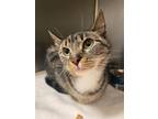 Adopt Jessica a Domestic Short Hair