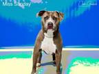 Adopt MISS SUNDAY a Pit Bull Terrier
