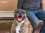 Adopt LOUISE a Mixed Breed