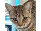 Adopt Rehema a Domestic Short Hair