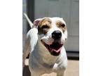 Adopt Blossom a Terrier