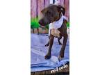 Adopt RED SOLO a Pit Bull Terrier